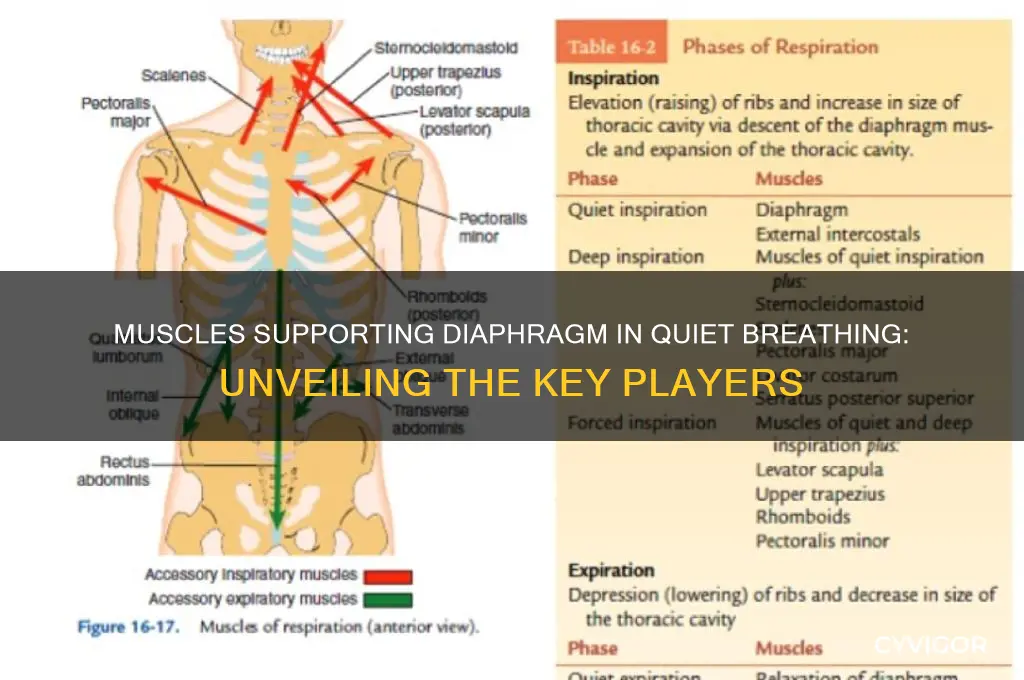 which muscle group assists the diaphragm during quiet inspiration