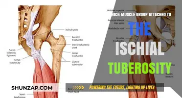 Muscles Attached to the Ischial Tuberosity: Anatomy and Function Explained