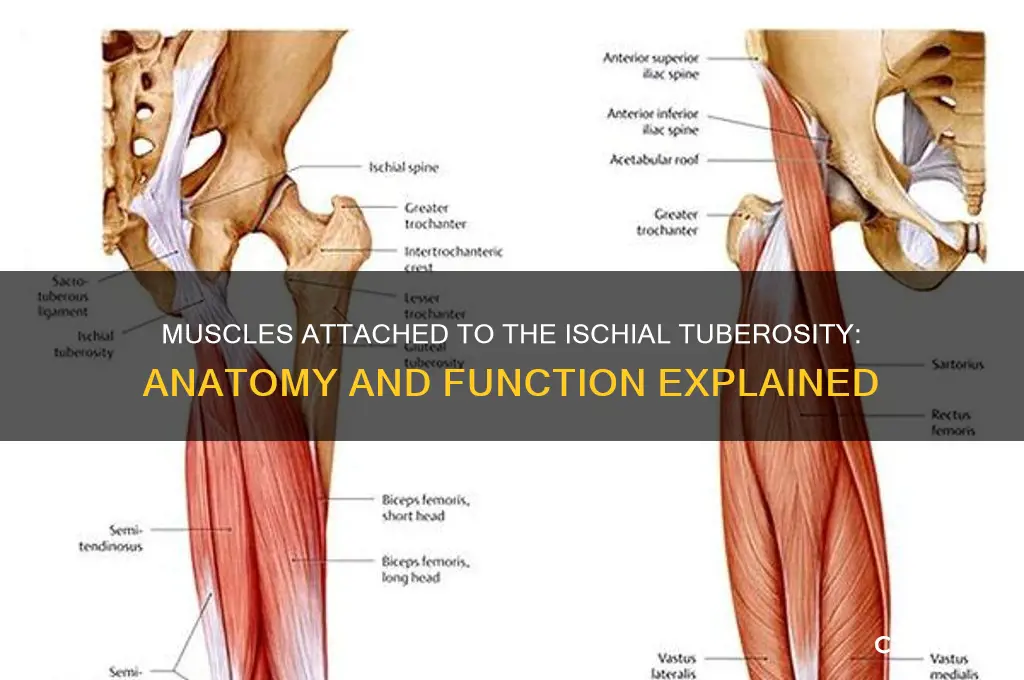 which muscle group attached to the ischial tuberosity