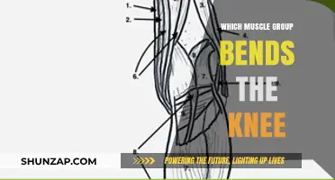 Knee Flexion: Understanding the Muscles That Bend Your Knee