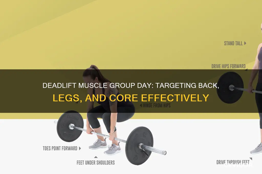 which muscle group day do you do deadlift
