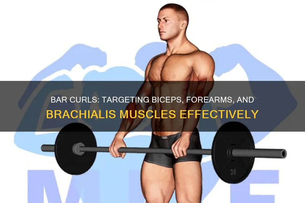 which muscle group does bar curls train