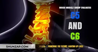 C5 and C6 Nerve Roots: Key Muscle Groups for Evaluation