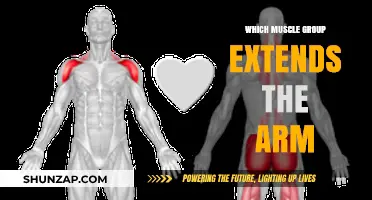 Understanding the Muscles Responsible for Extending Your Arm