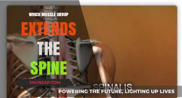 Muscles That Extend the Spine: Key Groups and Functions Explained
