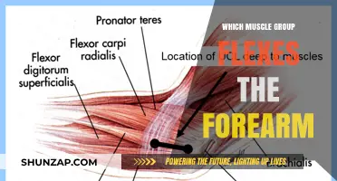 Forearm Flexors: Unveiling the Muscles Behind Arm Bending Power