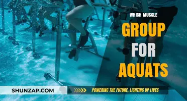 Targeted Muscle Groups for Aquatic Exercises: A Comprehensive Guide