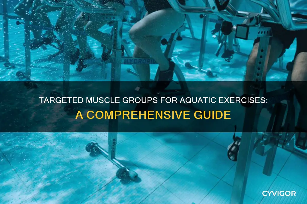 which muscle group for aquats