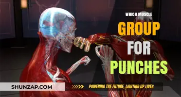 Mastering Punch Power: Key Muscle Groups for Effective Strikes