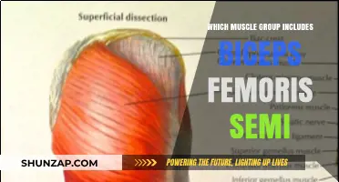 Understanding the Hamstring Muscle Group: Biceps Femoris and Beyond