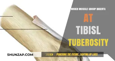 Tibial Tuberosity Muscle Insertions: Unveiling the Key Muscle Groups