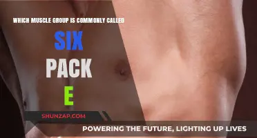Unveiling the Six-Pack: The Rectus Abdominis Muscle Group Explained