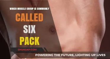 Unveiling the Six-Pack: The Rectus Abdominis Muscle Group Explained