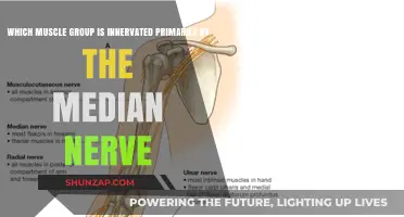 Median Nerve Innervation: Key Muscle Groups and Functions Explained
