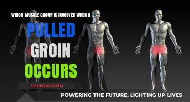 Understanding Pulled Groin Injuries: Key Muscle Groups Involved Explained