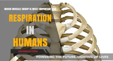 The Diaphragm: Key Muscle Group Driving Human Respiration