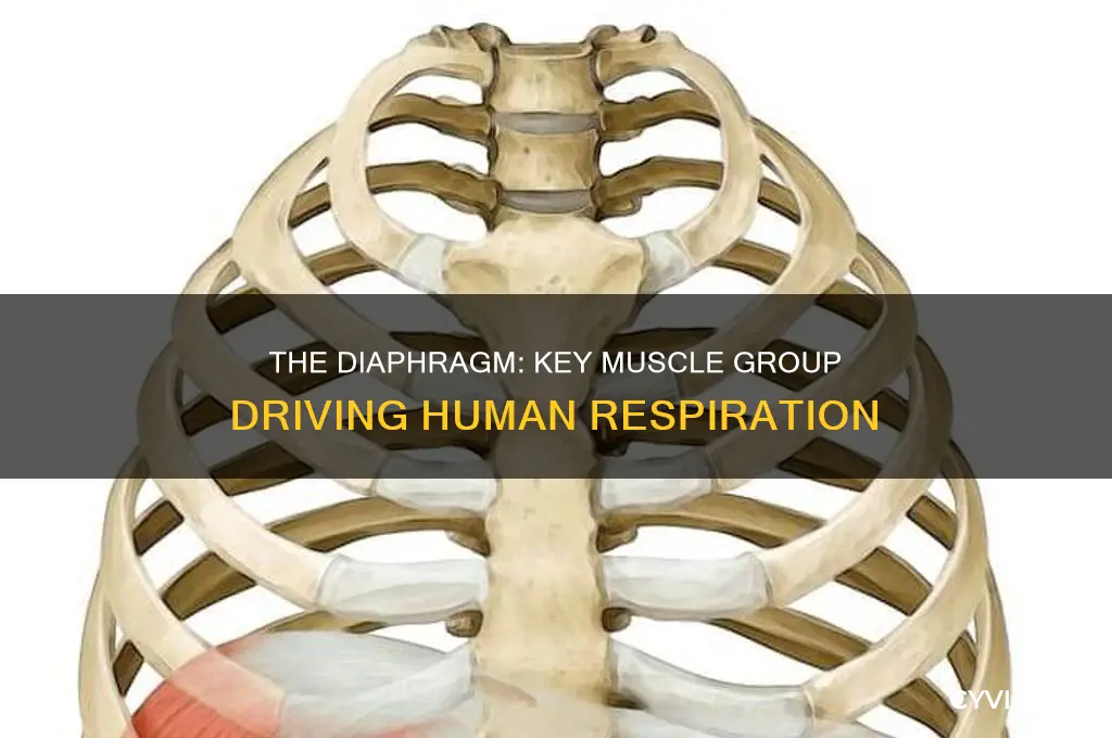 which muscle group is most important for respiration in humans