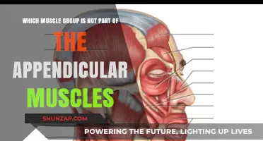 Unveiling the Muscle Group Excluded from Appendicular Muscles
