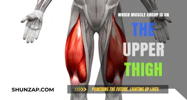 Upper Thigh Muscles: Understanding the Quadriceps and Their Functions