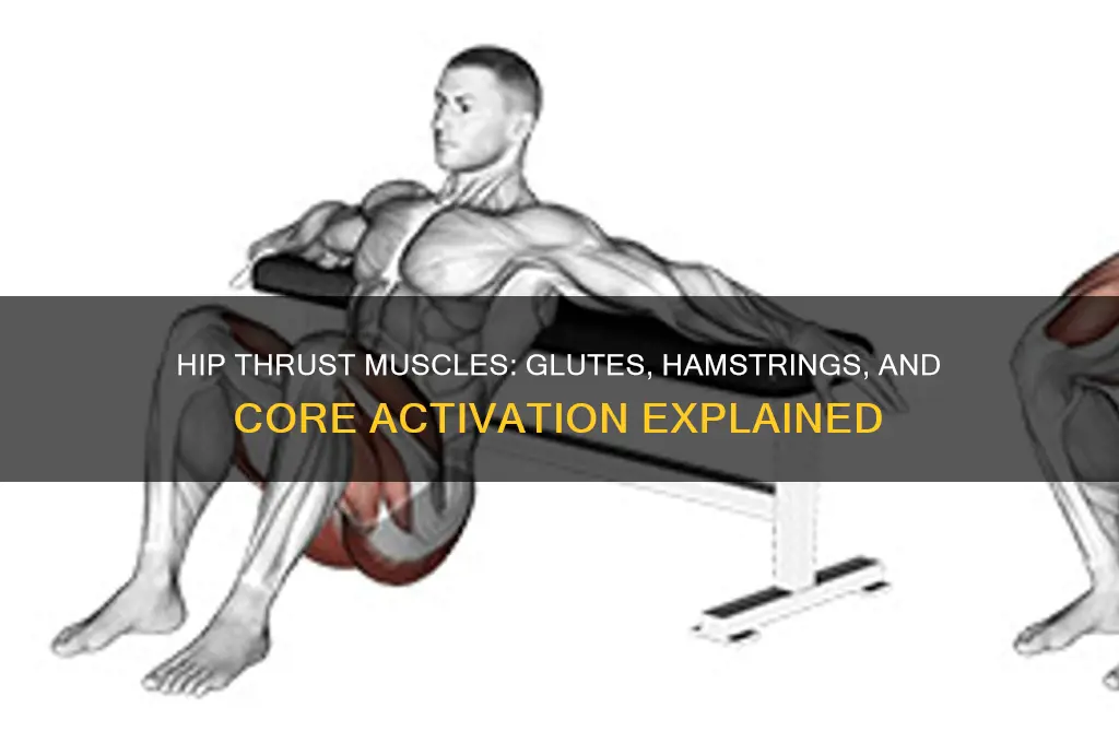 which muscle group is recruited with a hip thrust