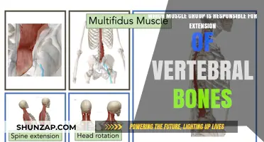 Muscles Driving Vertebral Extension: Key Groups for Spinal Movement