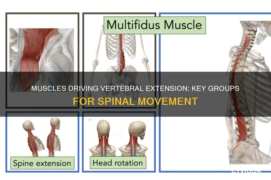 which muscle group is responsible for extension of vertebral bones