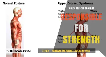 Unleashing Power: Key Muscle Groups Driving Strength and Performance