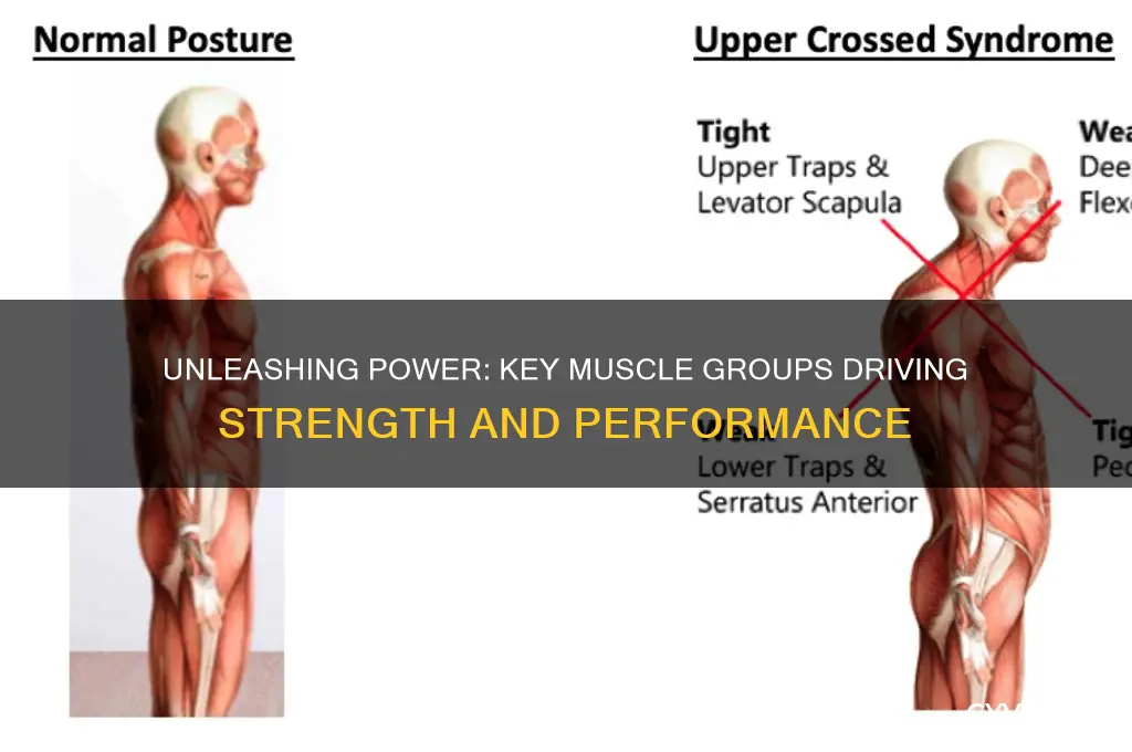 which muscle group is responsible for strength