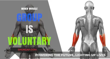 Understanding Voluntary Muscles: Which Groups Are Under Your Control?
