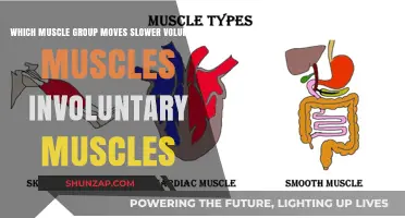 Voluntary vs. Involuntary Muscles: Which Moves Slower and Why?