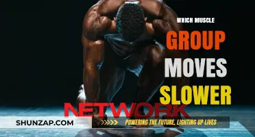Slower Muscle Groups: Understanding Deliberate Movement in Strength Training