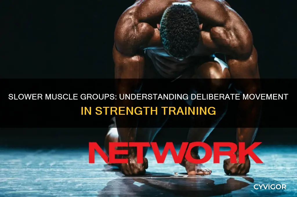 which muscle group moves slower
