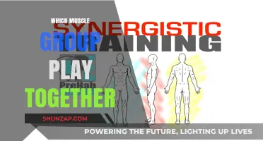 Synergistic Muscle Groups: How They Work Together for Optimal Performance