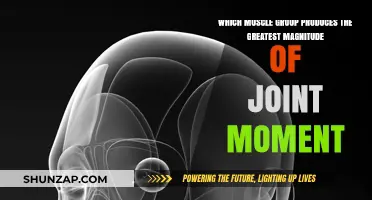 Maximizing Joint Moments: Identifying the Strongest Muscle Group