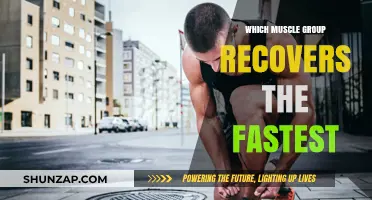 Speedy Recovery: Which Muscle Groups Bounce Back Fastest After Workouts?