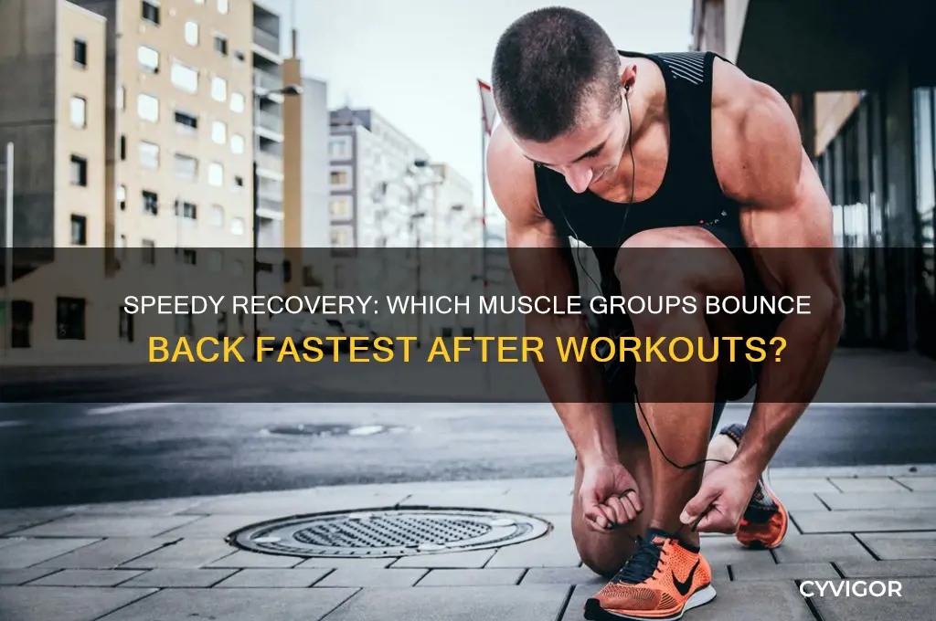 which muscle group recovers the fastest
