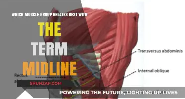 Understanding Midline Stability: Core Muscles That Define Your Body's Center