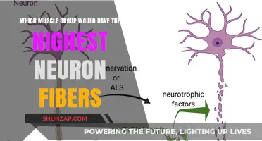 Unveiling the Muscle Group with the Highest Neuron Fiber Density