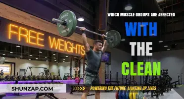 Muscle Groups Targeted and Strengthened by the Clean Exercise