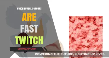 Fast Twitch Muscles: Unlocking Explosive Power in Key Muscle Groups