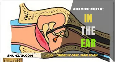 Exploring the Ear's Muscles: Unveiling the Tiny Muscle Groups Within