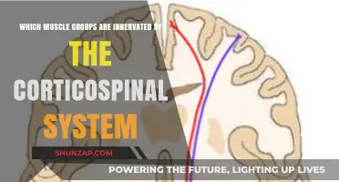 Corticospinal System: Innervating Key Muscle Groups for Movement Control