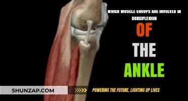 Key Muscles Driving Ankle Dorsiflexion: Anatomy and Function Explained