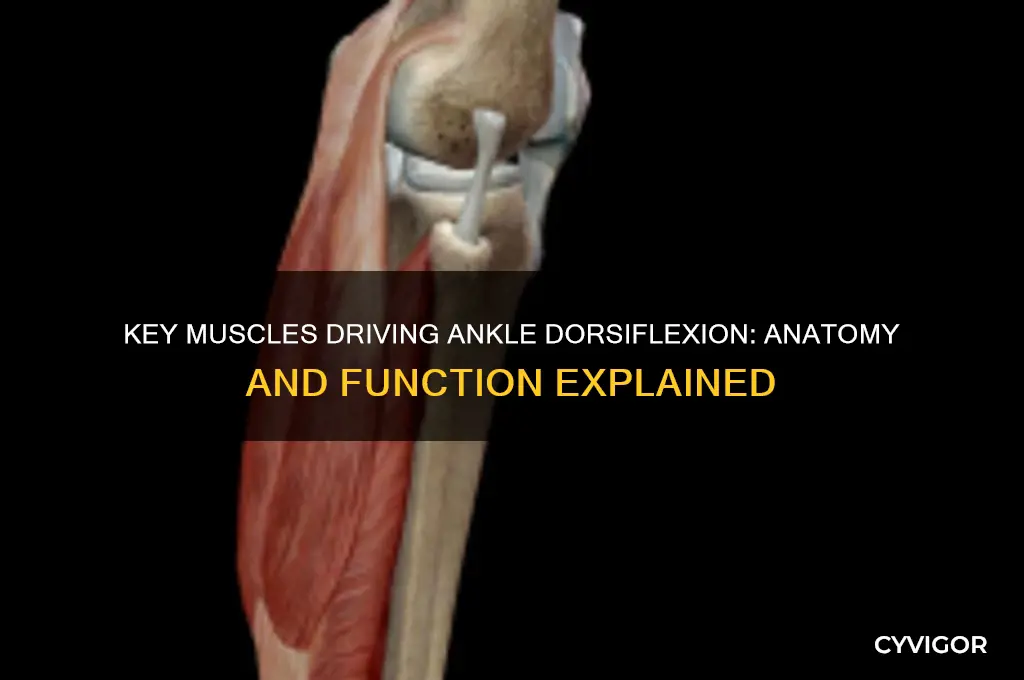 which muscle groups are involved in dorsiflexion of the ankle