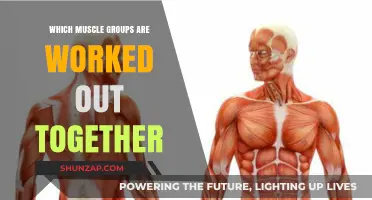 Effective Muscle Pairing: Maximizing Workouts with Synergistic Muscle Groups