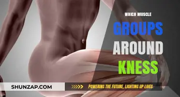 Strengthening Knee Stability: Key Muscle Groups for Support and Mobility