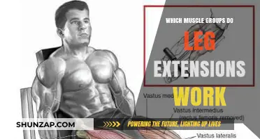 Leg Extensions: Targeted Muscle Groups and Workout Benefits Explained