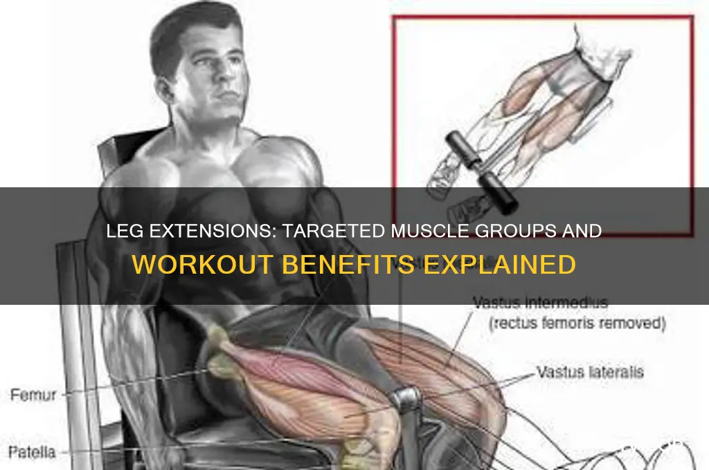 which muscle groups do leg extensions work