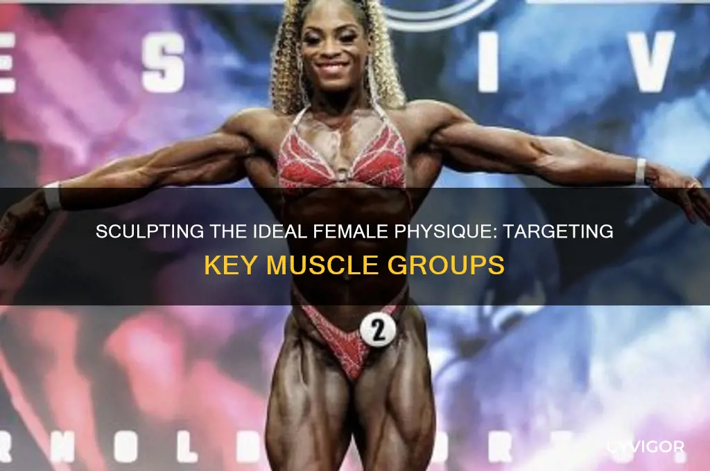 which muscle groups female physique