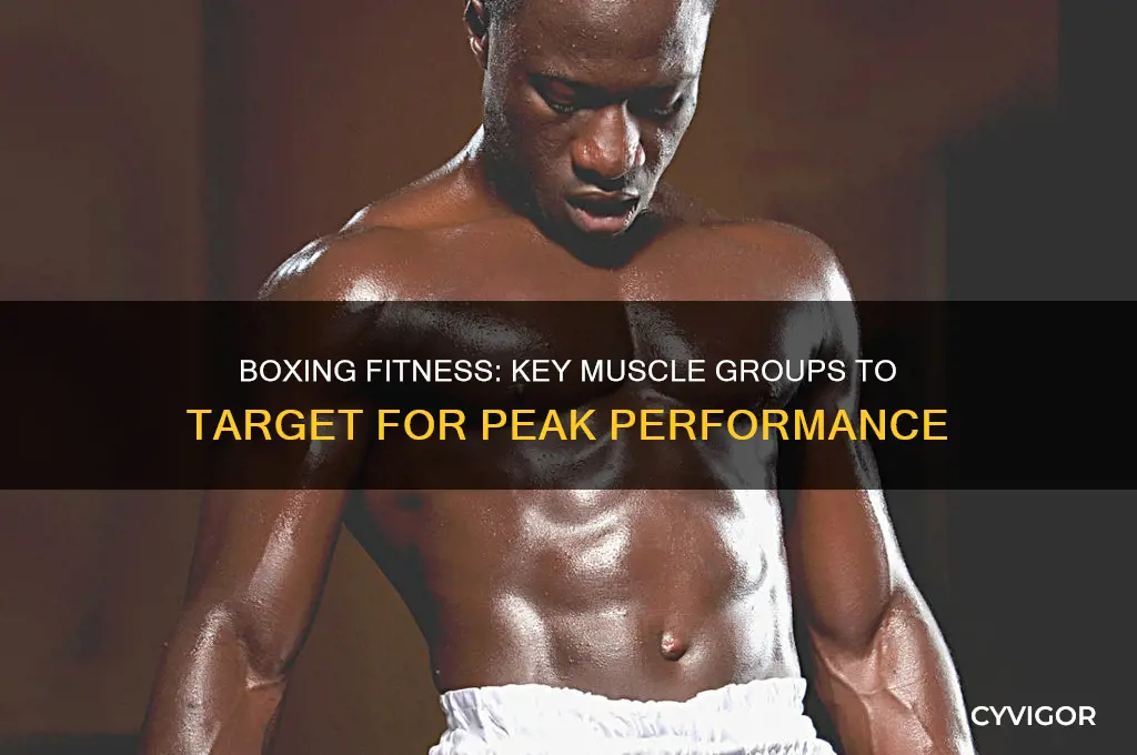 which muscle groups should i focus on for boxing fitness